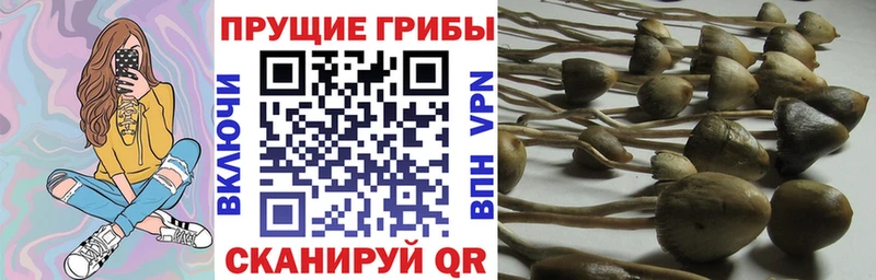 Галлюциногенные грибы Cubensis  Лодейное Поле 